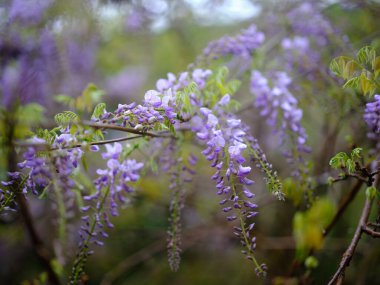 Bahar Japonya 'sında Wisteria çiçek açar