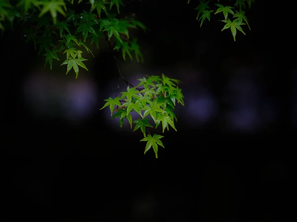 Grüne Ahornblätter Sommer — Stockfoto