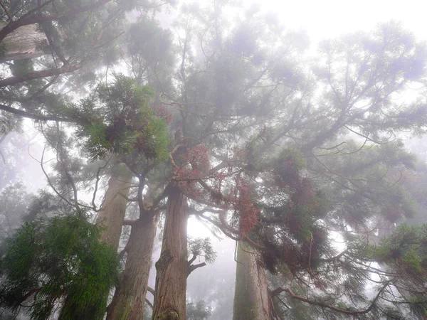 Sabah Japonya Sedir Ormanı — Stok fotoğraf