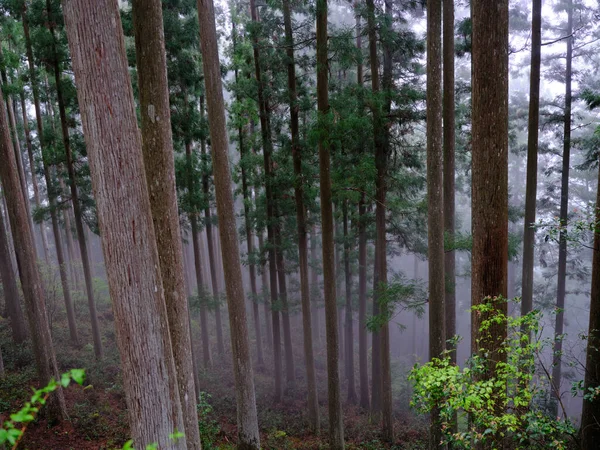 Foresta Cedro Giappone Mattina — Foto Stock