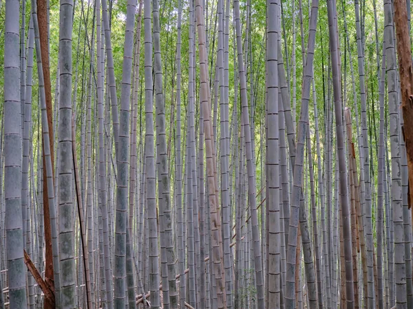 Бамбуковые Леса Летом Японии — стоковое фото