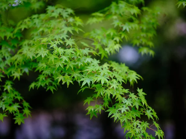 Grüne Ahornblätter Sommer — Stockfoto