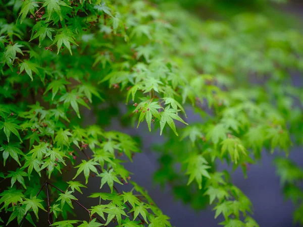 Feuilles Érable Vert Été — Photo