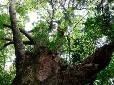 Sabah Japonya 'da sedir ormanı