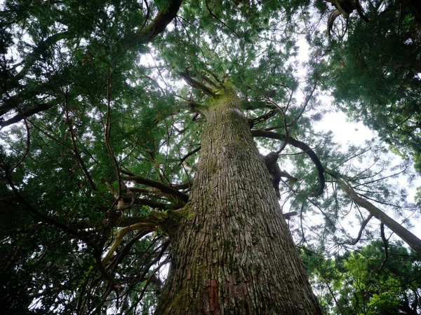 Forêt Cèdres Matin Japon — Photo