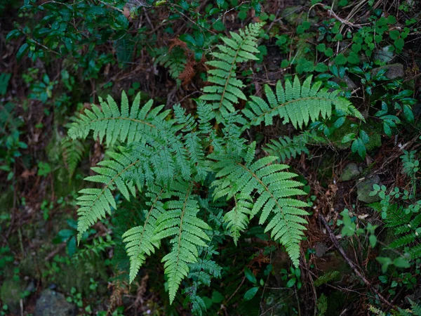 Fougère Dans Forêt Été — Photo