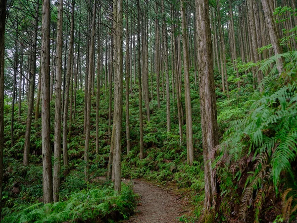 Kumano Kodo Wakayama Japan — Stok fotoğraf