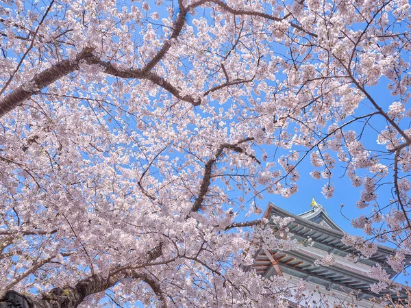 松前城と桜 — ストック写真