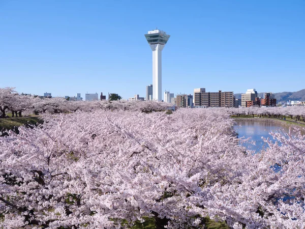 Goryokaku Torn Och Körsbärsblommor — Stockfoto