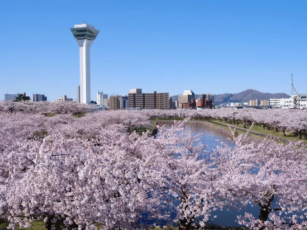 Goryokaku Torn Och Körsbärsblommor — Stockfoto