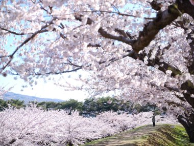 Japonya 'da kiraz çiçekleri var.