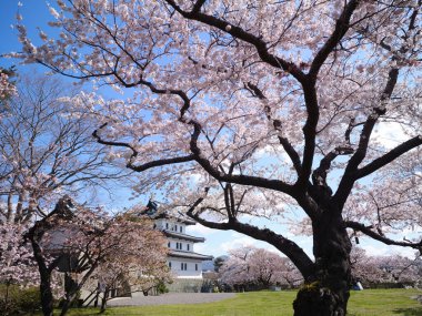 matsumae kalesi ve kiraz çiçekleri