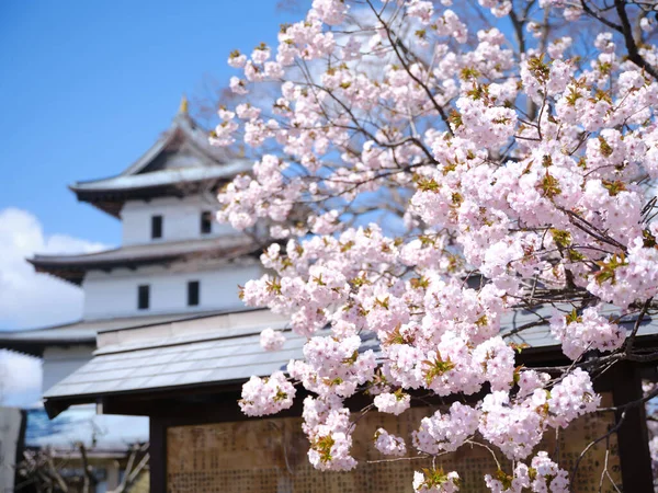 Κάστρο Matsumae Και Άνθη Κερασιάς — Φωτογραφία Αρχείου