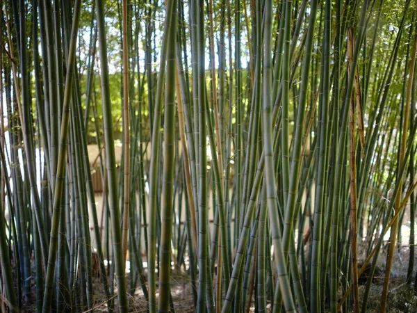 Bosque Bambú Verano Japón — Foto de Stock