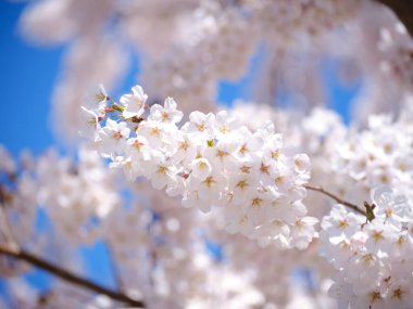 Kiraz çiçekleri ve mavi gökyüzü