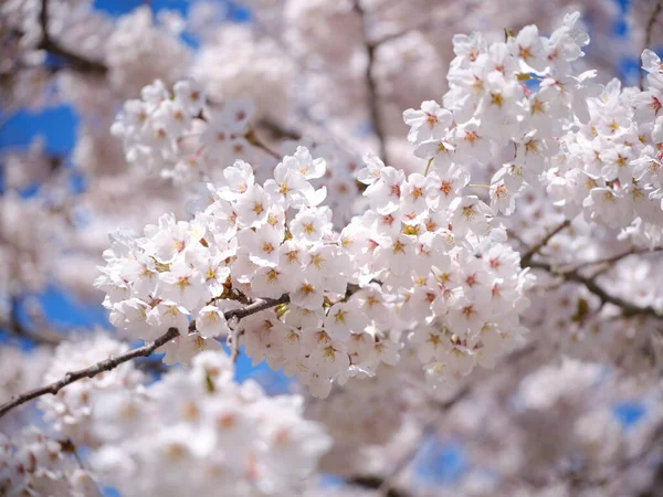 Třešňové Květy Modrá Obloha — Stock fotografie