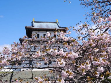 matsumae kalesi ve kiraz çiçekleri