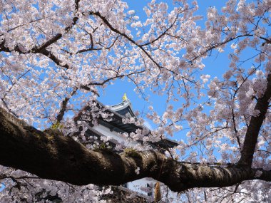 matsumae kalesi ve kiraz çiçekleri