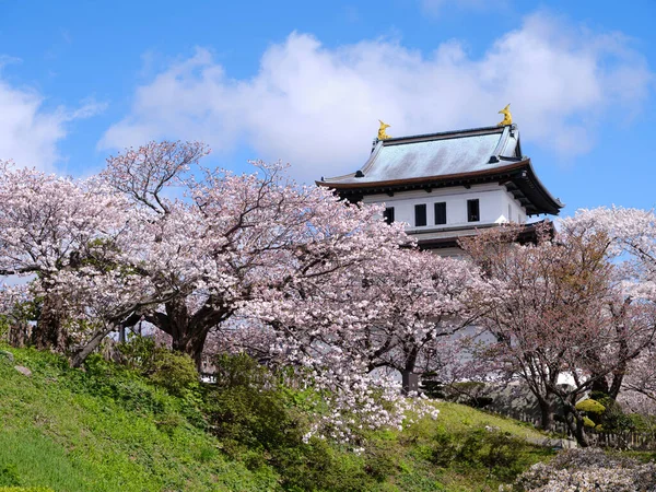 Pałac Matsumae Kwiaty Wiśni — Zdjęcie stockowe