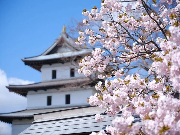 Castelo Matsumae Flores Cereja — Fotografia de Stock