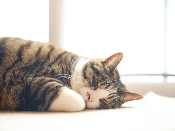 Gato Dormindo Pela Janela — Fotografia de Stock