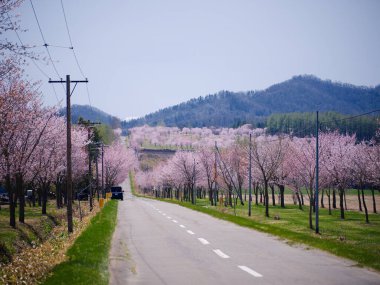 Nakasatunai hokkaido 'da kiraz çiçekleri