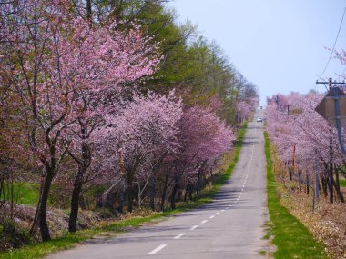 Nakasatunai hokkaido 'da kiraz çiçekleri