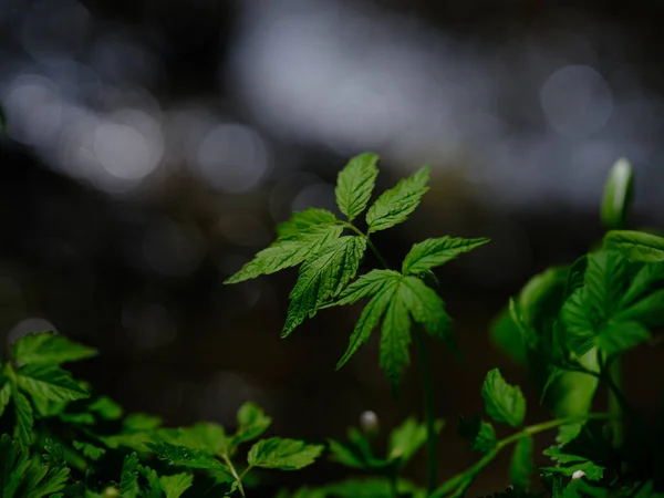 Vilt Gräs Nära Floden — Stockfoto