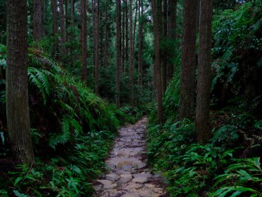 kumano kodo in wakayama japan