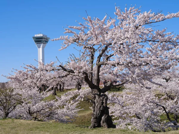 Πύργος Γοριοκάκου Και Άνθη Κερασιάς — Φωτογραφία Αρχείου