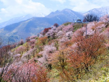 Shimizu hokkaido kiraz çiçekleri