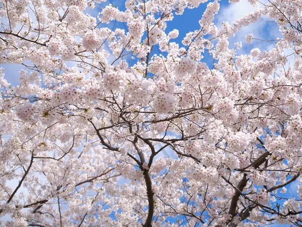 Alguns Blssoms Cereja Shino Primavera — Fotografia de Stock