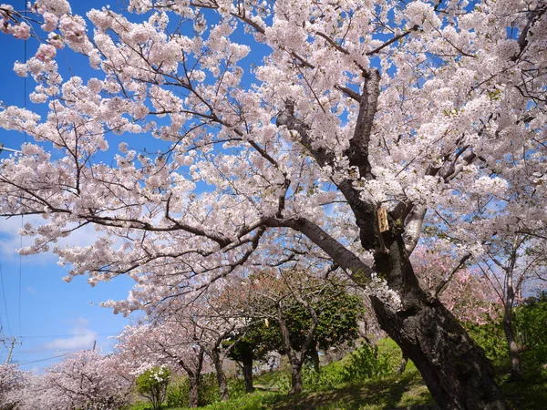 Alguns Blssoms Cereja Shino Primavera — Fotografia de Stock