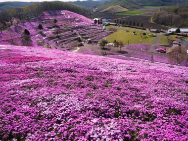 İlkbaharda hokkaido 'da yosun filizi