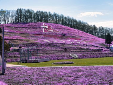 İlkbaharda hokkaido 'da yosun filizi