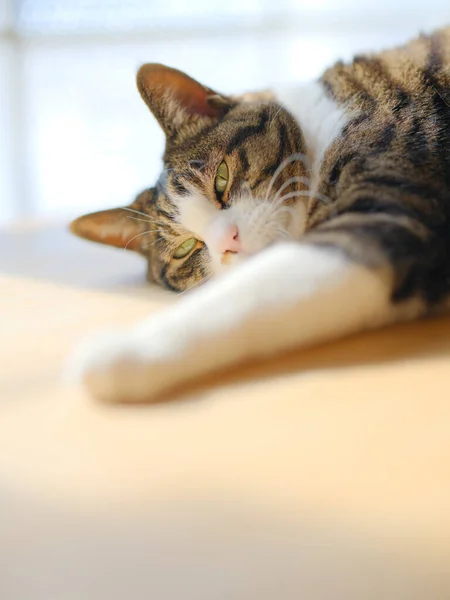 Odada Bir Kedi Var — Stok fotoğraf