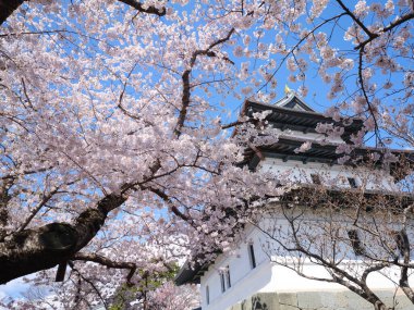 matsumae kalesi ve kiraz çiçekleri