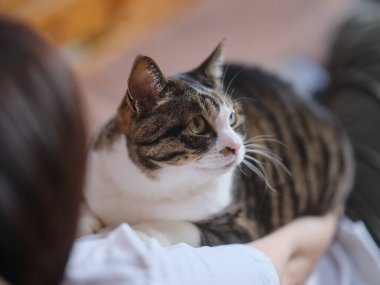 Sahibi bir kediyle oynuyor.