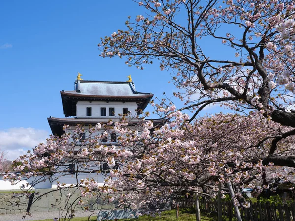 松前城と桜 — ストック写真