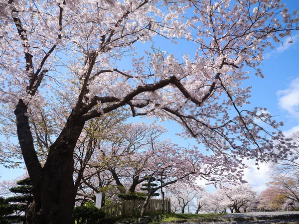 Matsumae Kastély Cseresznyevirág — Stock Fotó