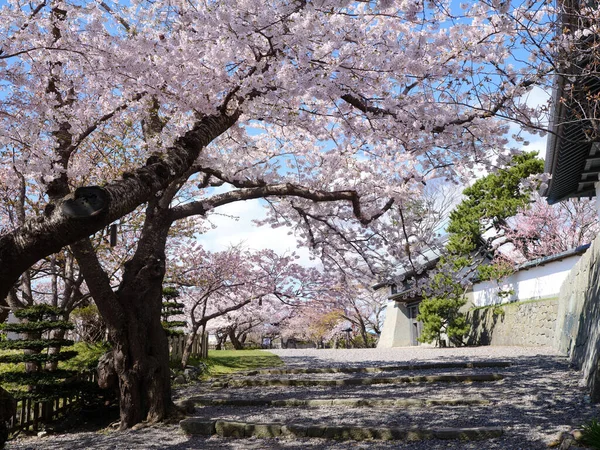 松前城と桜 — ストック写真