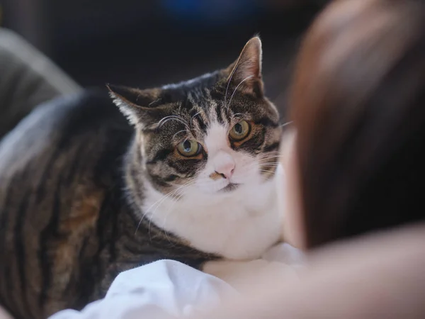 猫と遊ぶオーナー — ストック写真