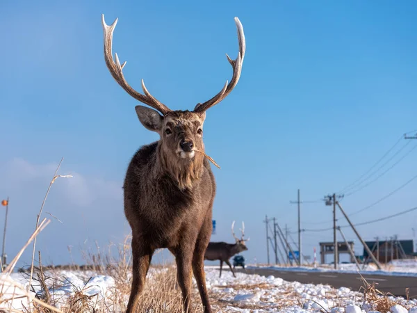 one deer in winter hokkaido
