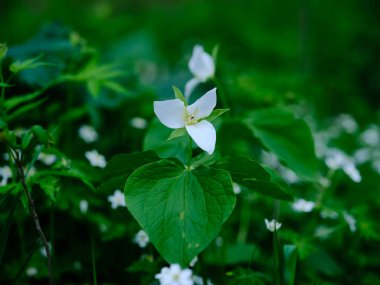 İlkbaharda Hokkaido 'da Trillium Camschatcense