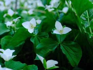 İlkbaharda Hokkaido 'da Trillium Camschatcense