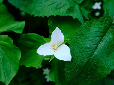 İlkbaharda Hokkaido 'da Trillium Camschatcense