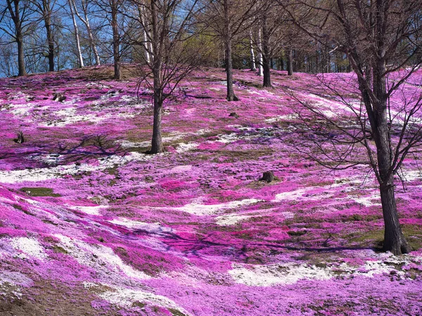 Moss Phlox Primavera Hokkaido — Fotografia de Stock