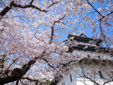 matsumae kalesi ve kiraz çiçekleri
