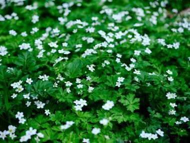 Hokkaido ilkbaharında yumuşak rüzgarçiçeği