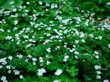 Hokkaido ilkbaharında yumuşak rüzgarçiçeği